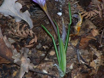 Crocus longiflorus / Zafferano autunnale